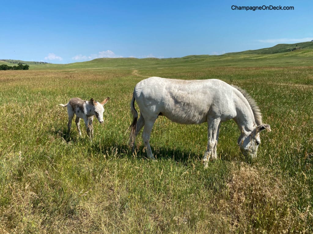 Donkeys-at-Custer-State-Park-Black-Hills Donkeys at Custer State Park in the Black Hills