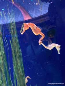 Things to do with kids in Branson Seahorses Seahorses