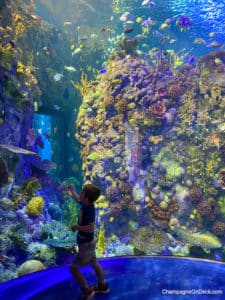 Things to do with kids in Branson Fish Boy looking at fish
