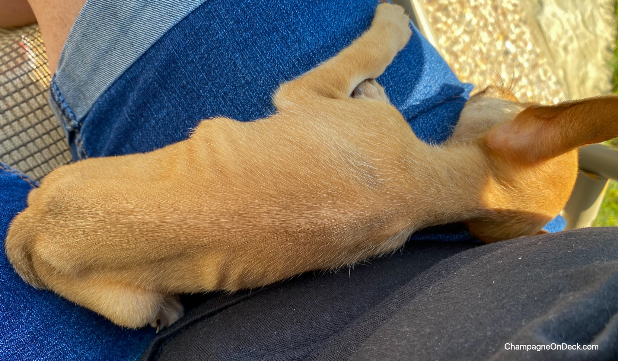 Warning Our Dog Alley at Canton Trade Days Parvo Heartbreak