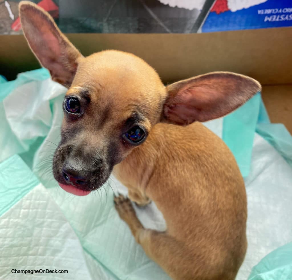 Chihuahua Puppy sticking out tongue Chihuahua Puppy sticking out tongue