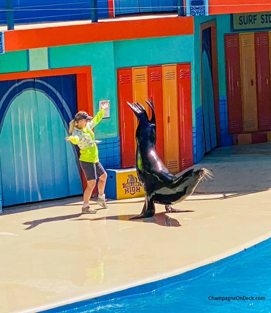 Sea Lion Kids activities in San Antonio post Sea Lion picture for Kids activities in San Antonio post