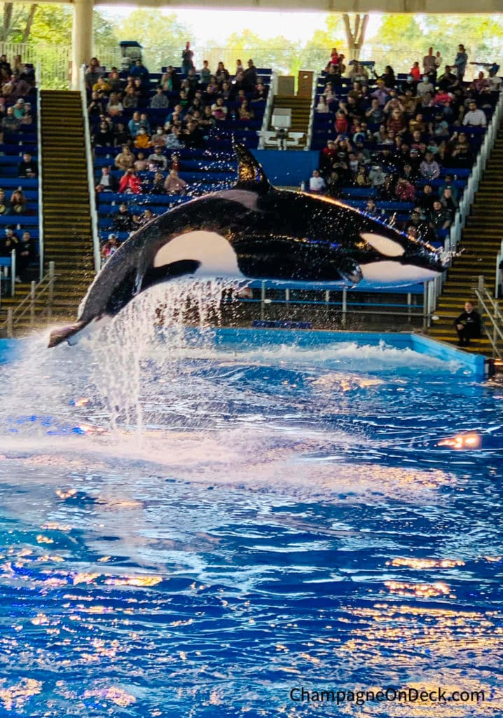 Orca-Kids-Activities-in-San-Antonio