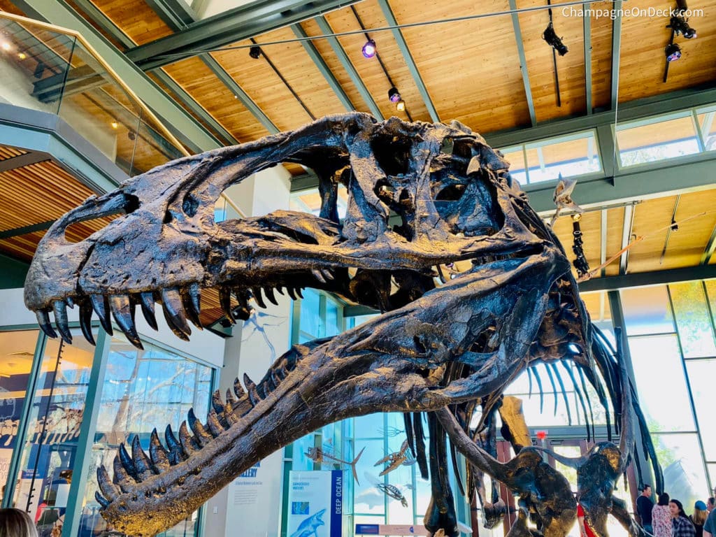 Dino Skeleton at Witte in Kids activities in San Antonio Dino Skeleton at Witte in Kids activities in San Antonio