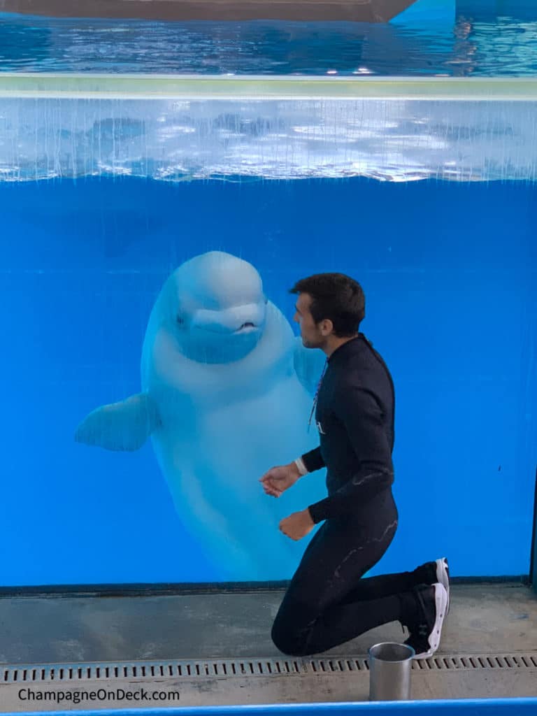 Beluga Whale Kids Activities in San Antonio Beluga Whale Kids Activities in San Antonio