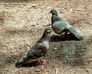 Central Park Photography Spots Pigeons